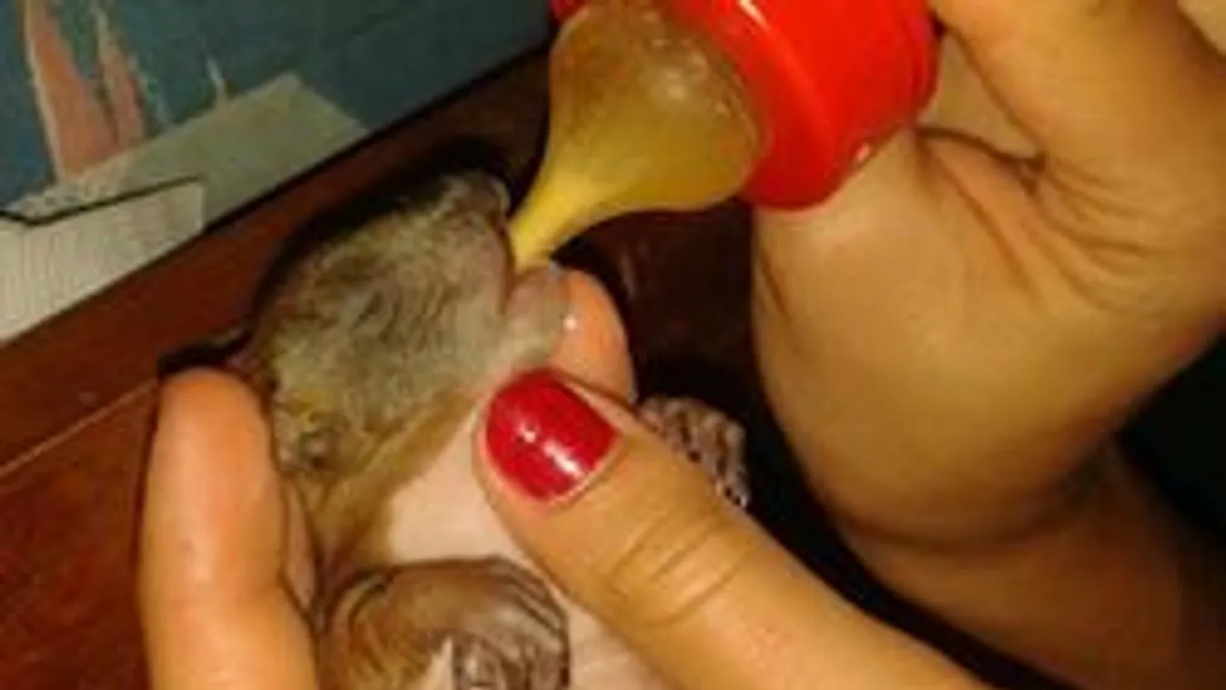 Megmenekültek a viharban elárvult mókusok