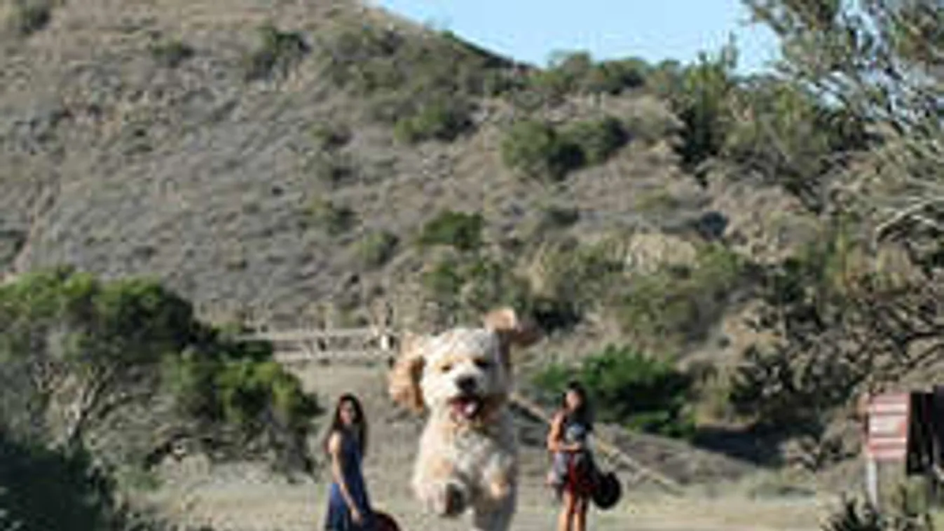 Százezrek őrülnek meg ezekért a kutyákért!