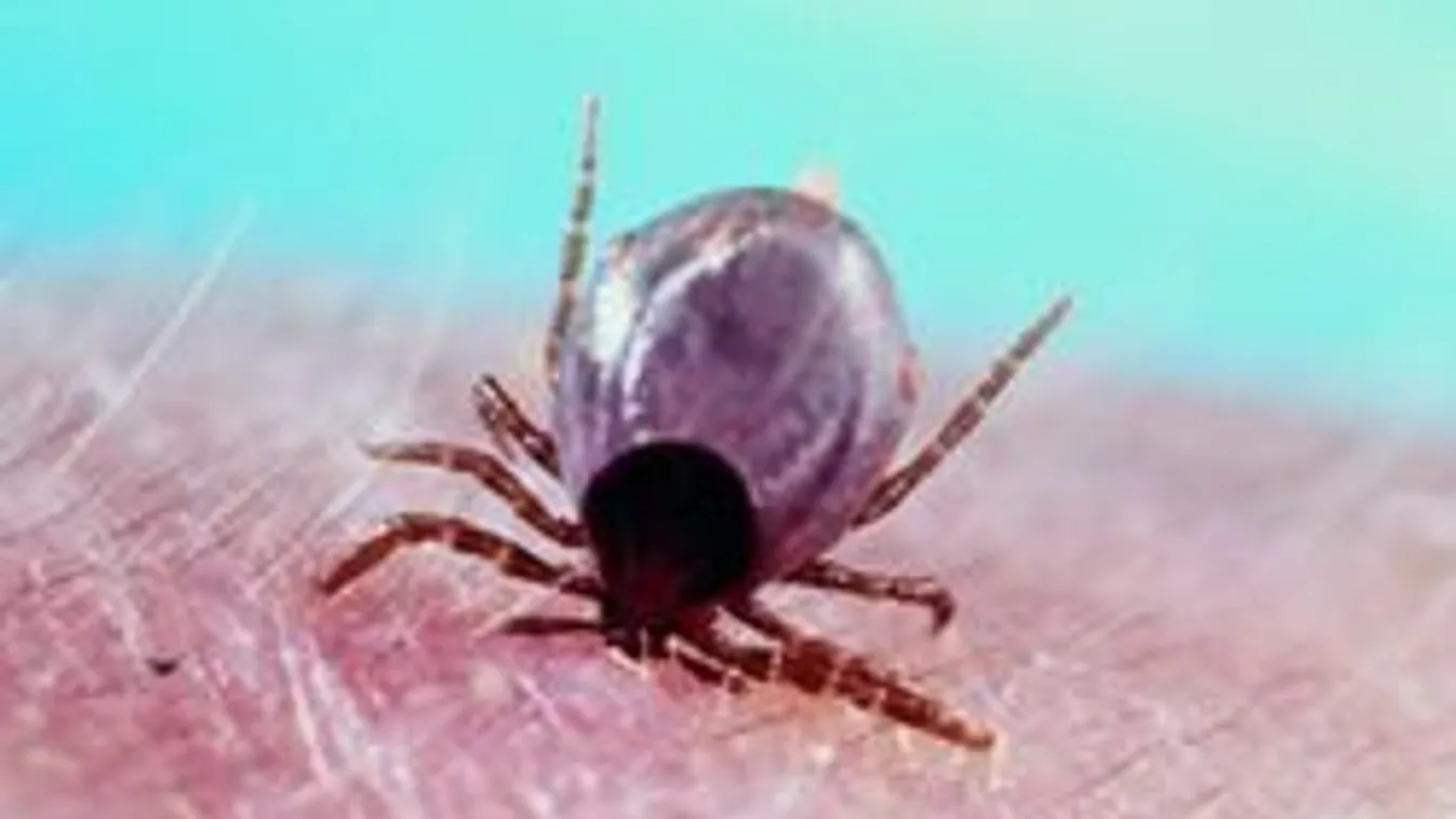 A mutáns tigriskullancs még agresszívebben fertőz