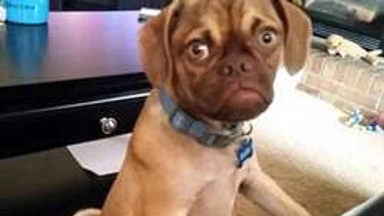 Ez a zsémbes kutya az internet kedvence - Videó