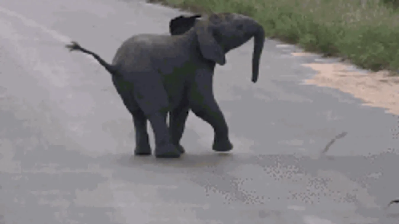 Láttál már madarakkal táncoló kiselefántot? - Videó