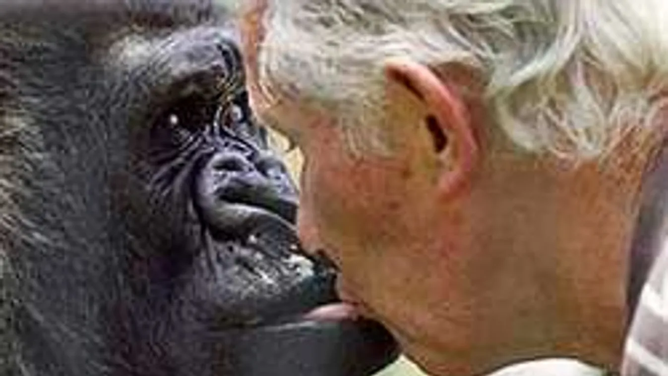 Nem láthatsz meghatóbbat: Így ölelte a gorilla 5 év után a nevelőjét