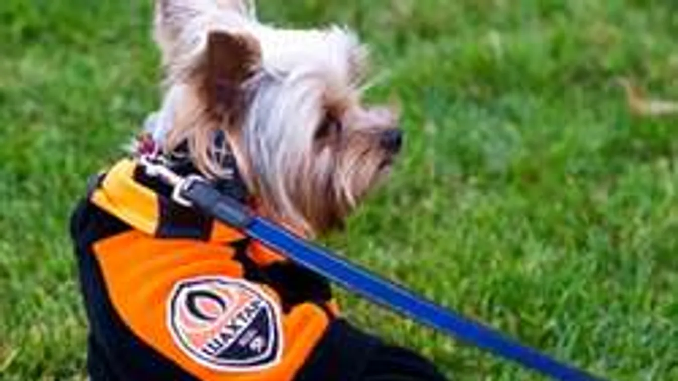 Kutya rohant a pályára, buktatta a focistát - videó