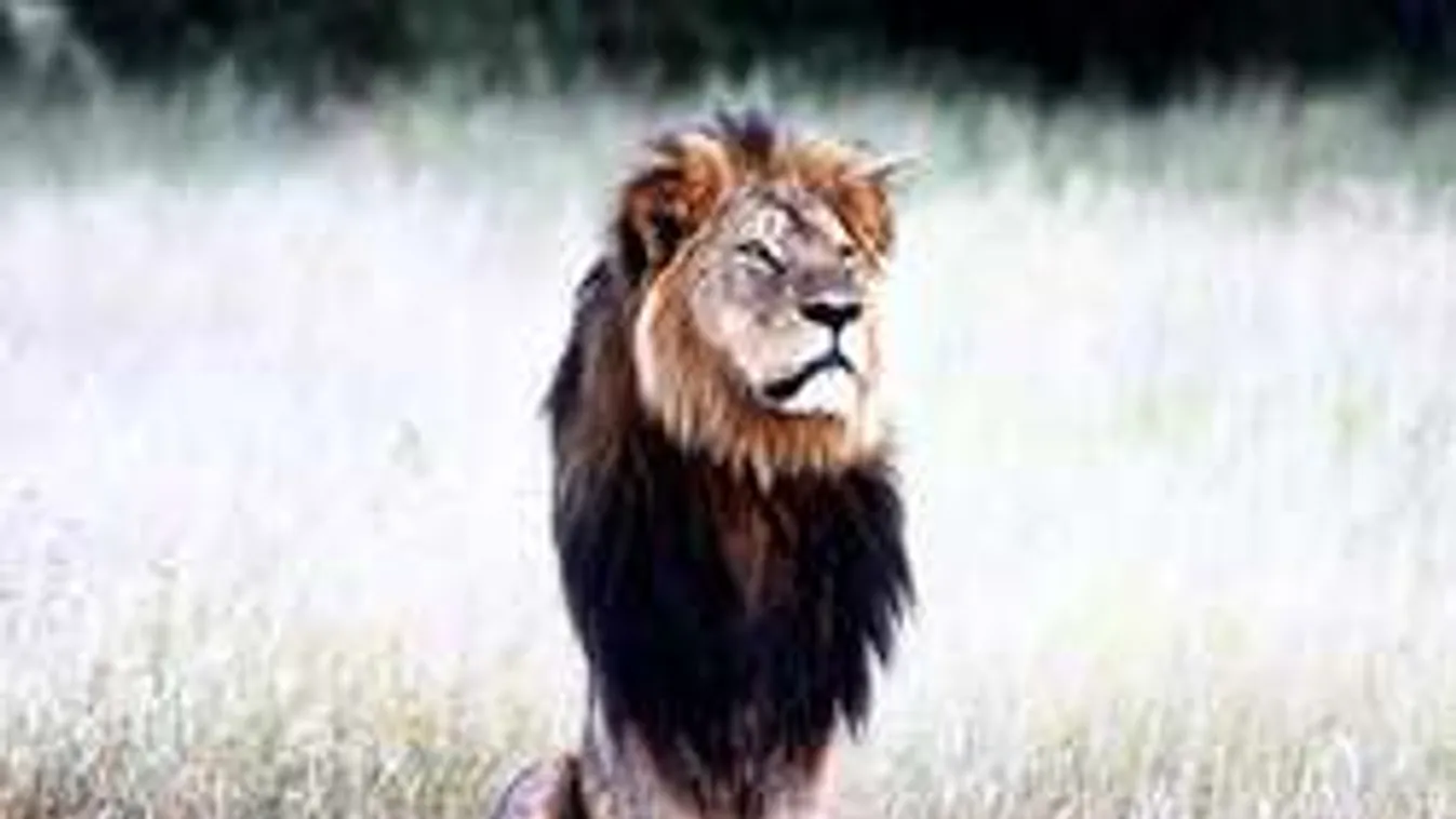 Gyászol a világ, lelőtték az Oroszlánkirályt!