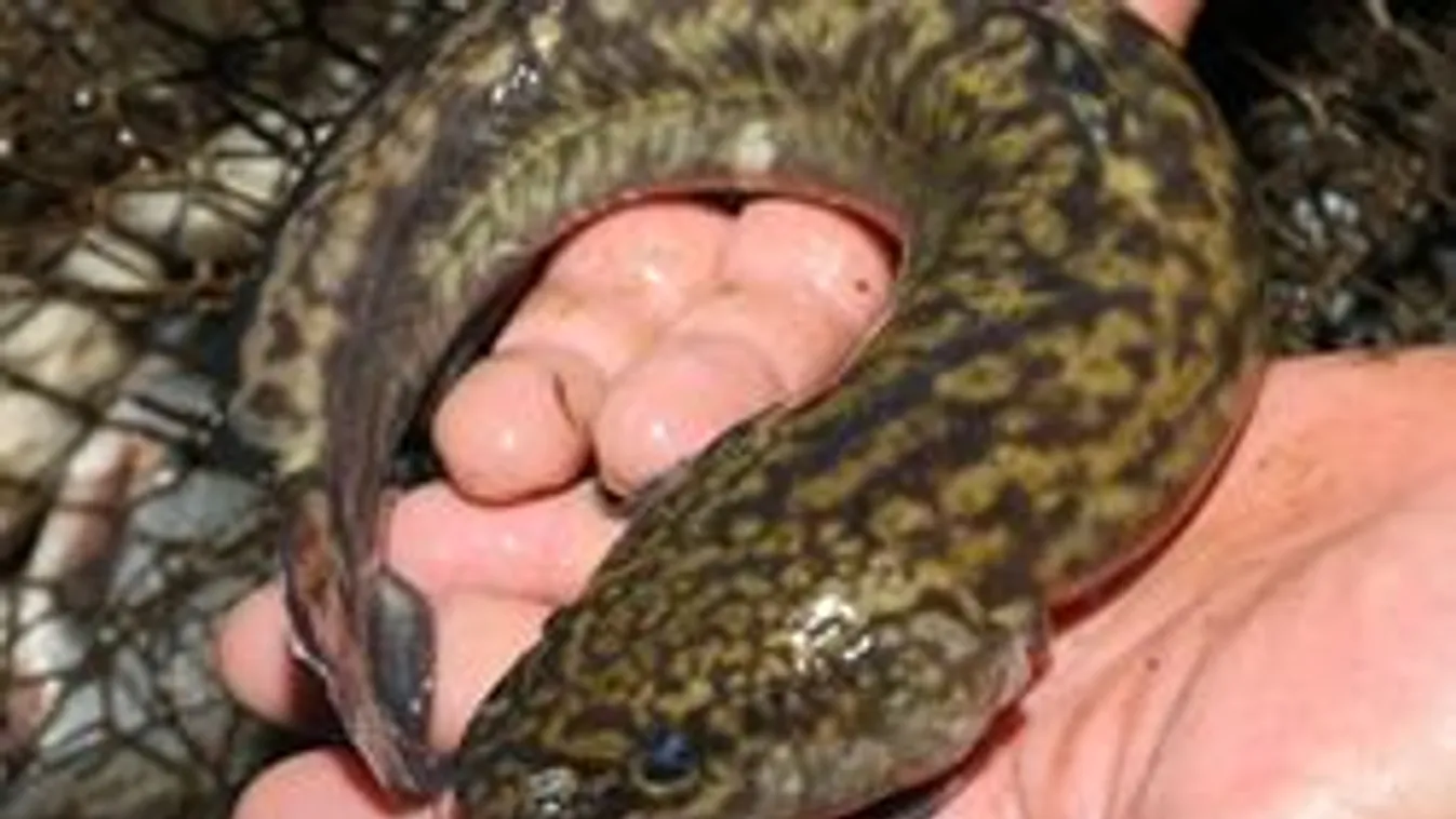 Rejtélyes kutyahalak bukkantak fel a Balatonban!