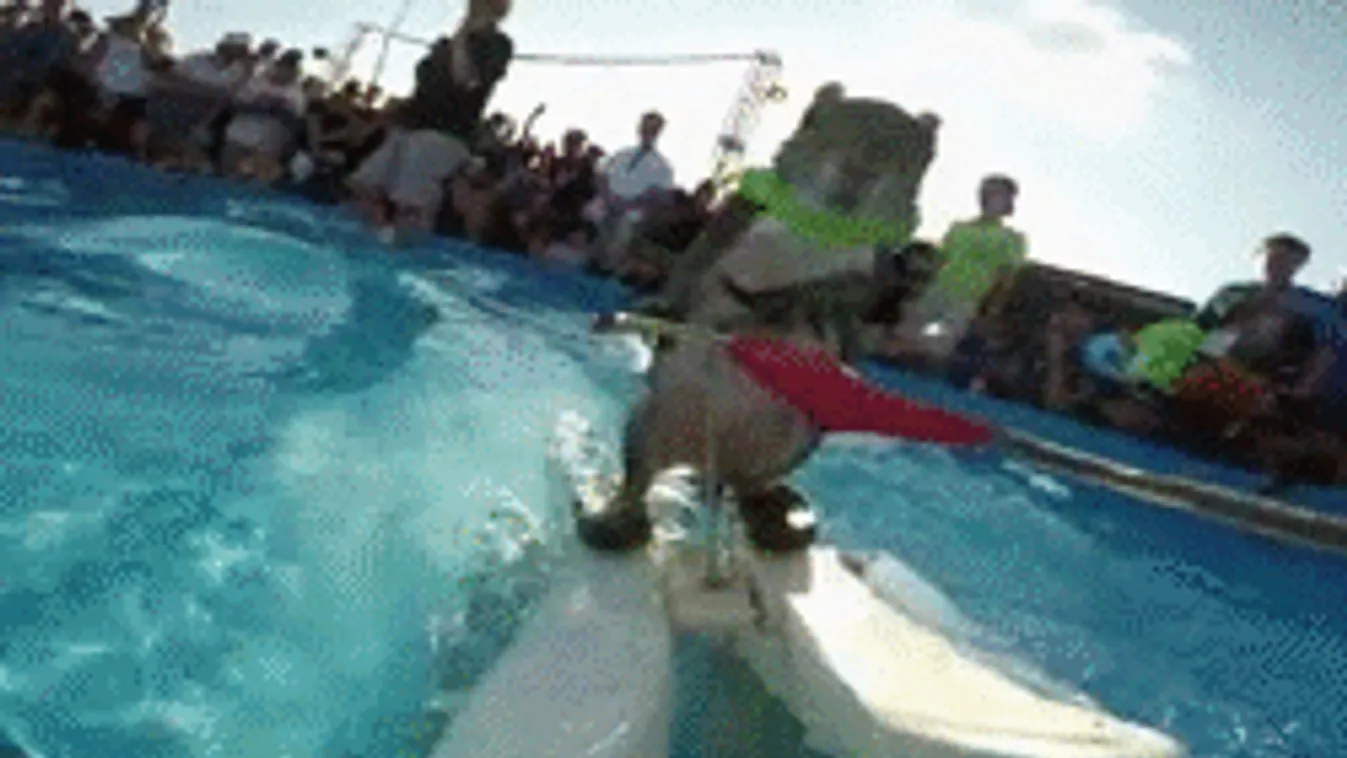 Vízisíző mókus! Ennél viccesebb nincs! - VIDEÓ