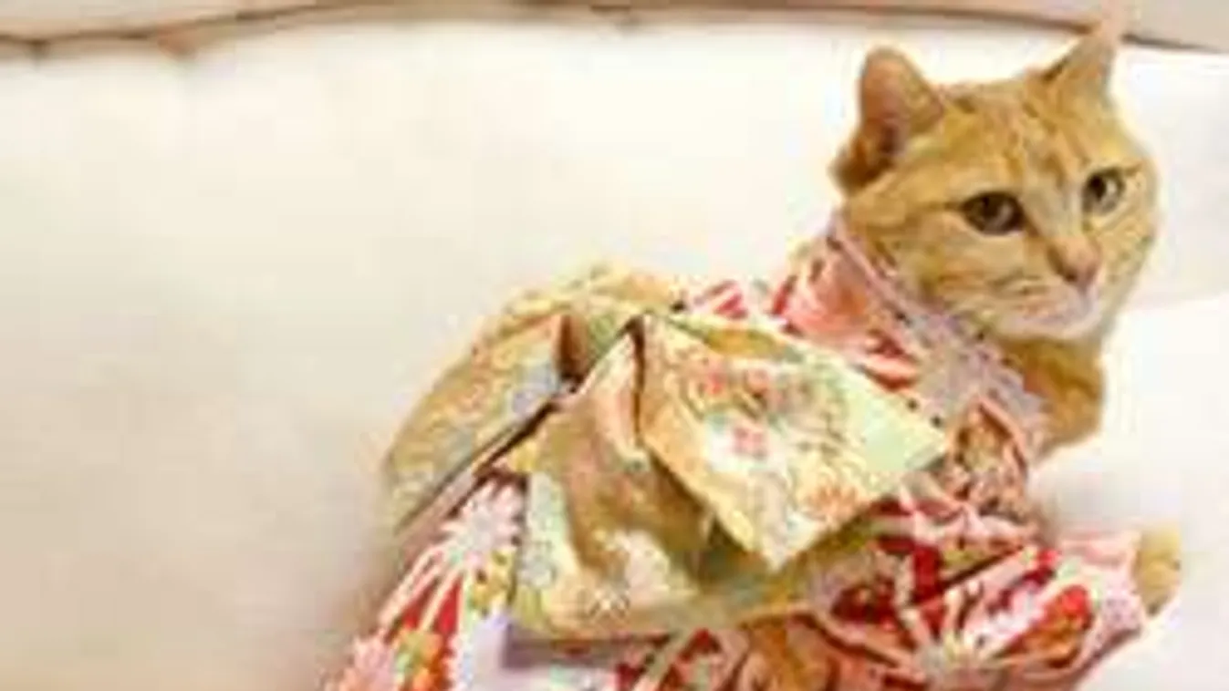 Kimonós cica az új japán őrület!