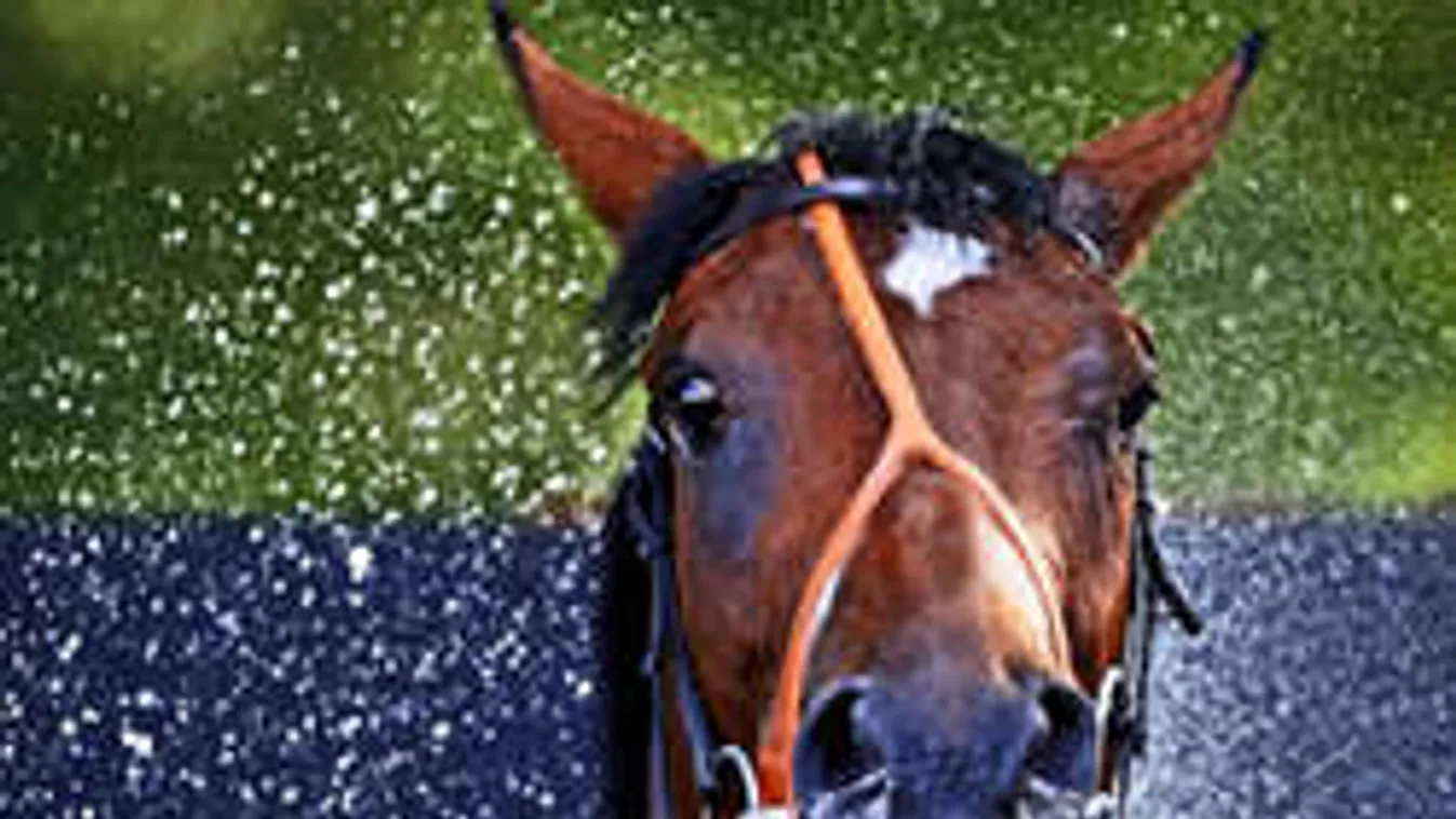 Összetört az állatkínzó lovast agyontaposó ló