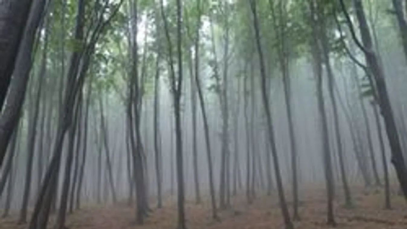 Száz kiránduló tűnt el a Bakonyban, fa zuhant rájuk