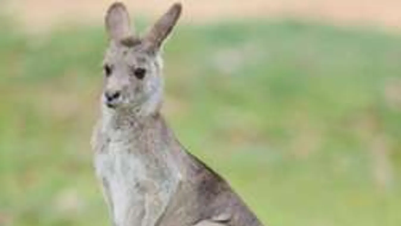 Sztár lett a plüssmacit ölelgető kenguru - Fotó