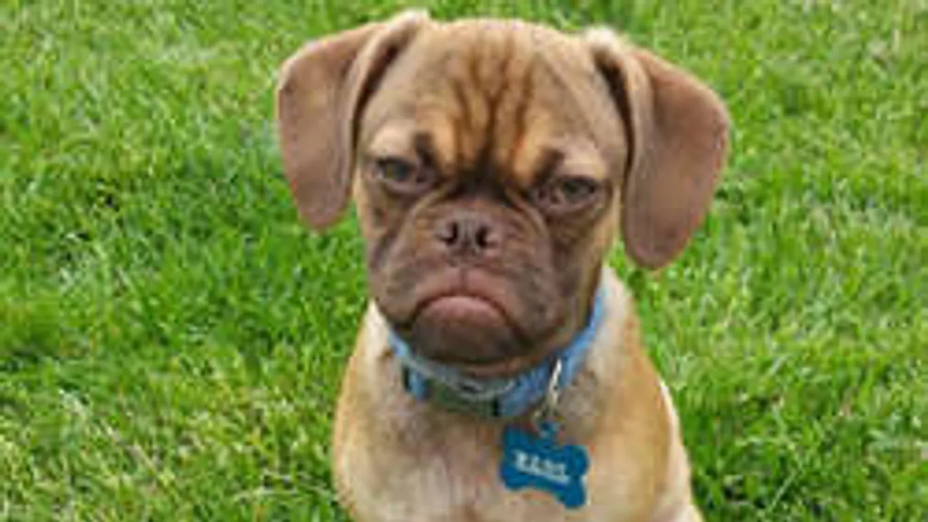 Bemutatjuk minden idők legmorcosabb kutyáját - FOTÓK!