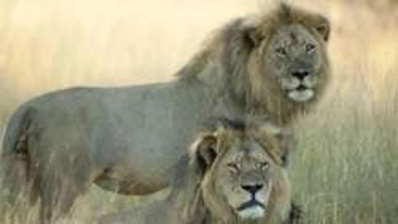 BRÉKING! Megölték az Oroszlánkirály testvérét is!