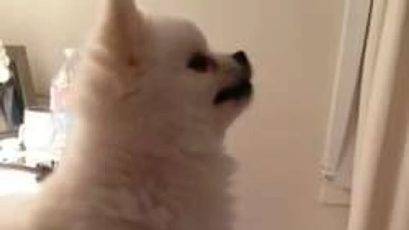 Hatalmasat tüsszentő kiskutya a nap videóján!