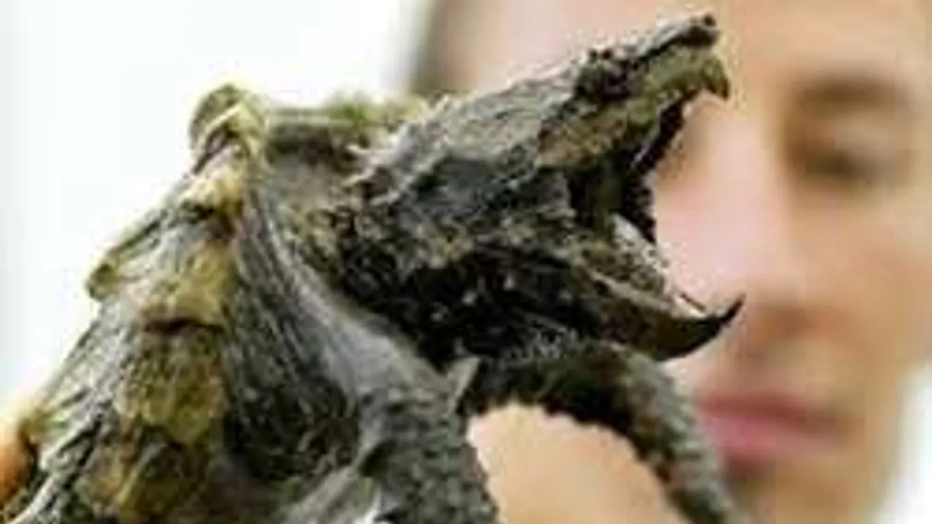 Kegyetlen gyilkos az aligátorteknős, egyre többet engednek szabadon