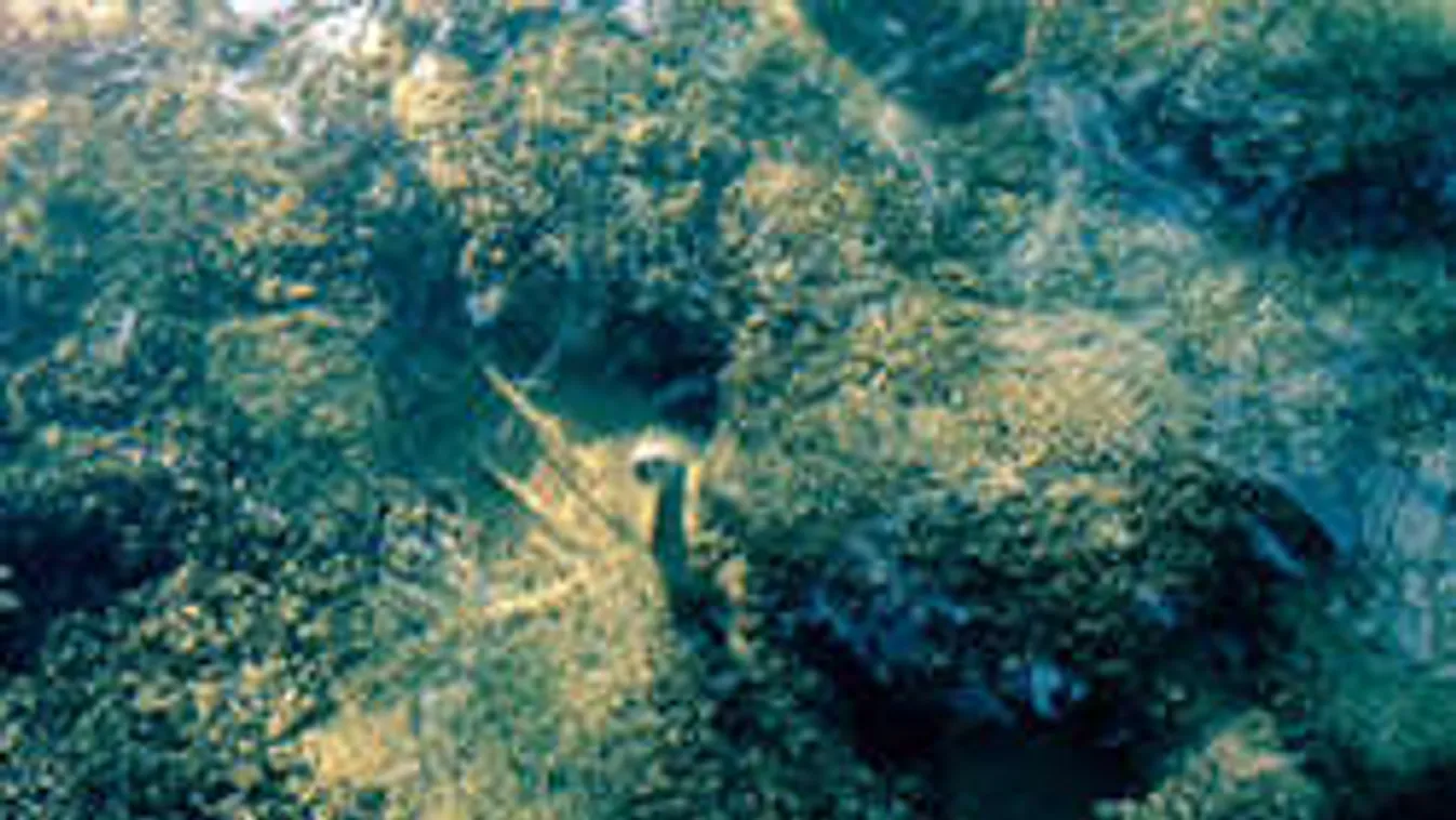 Harapós sikló a Balatonban!