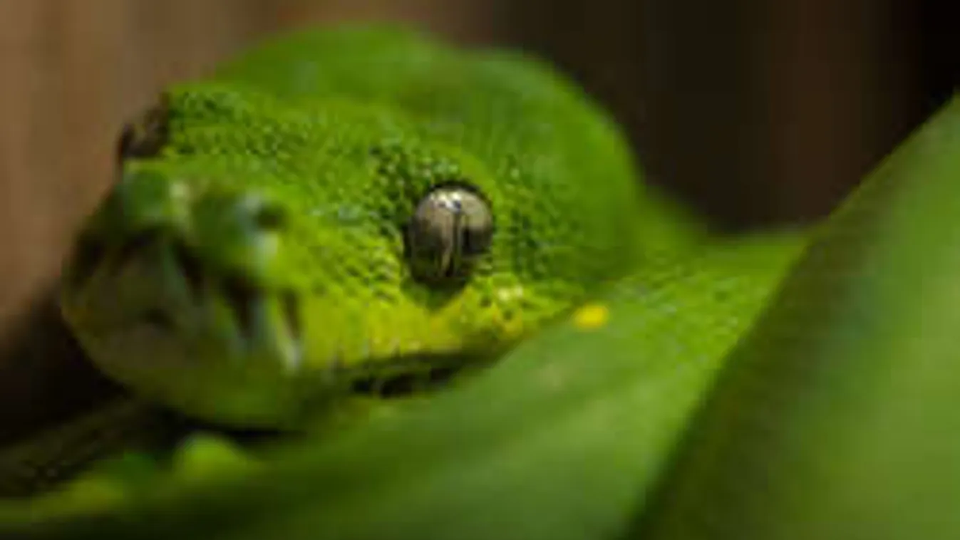 Kígyó miatt volt pánik Újpesten - Fotó