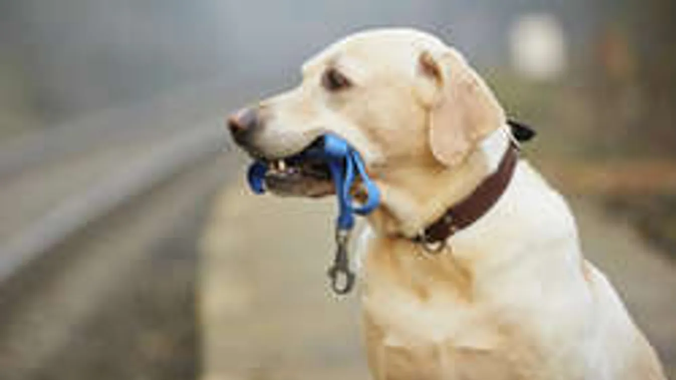 200 ezerre büntetnek, ha póráz nélkül sétáltatsz kutyát!