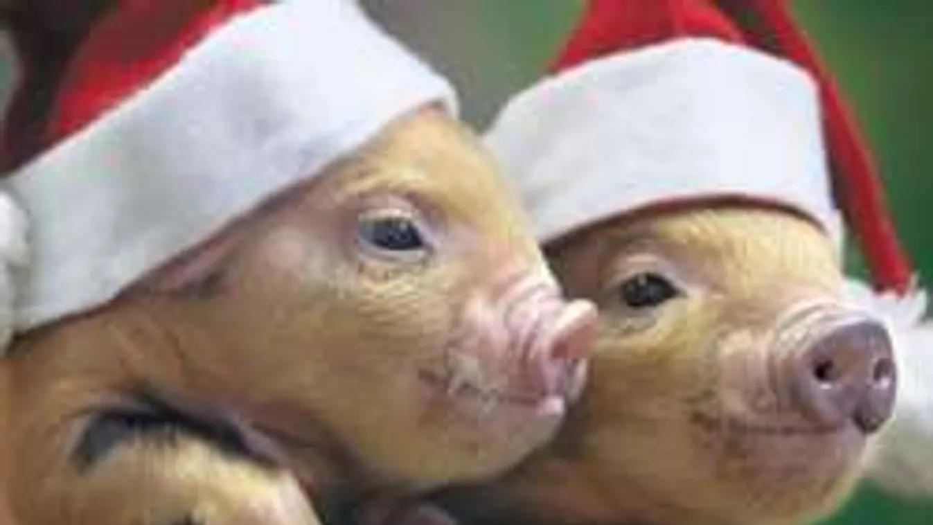 Ez drágul, ez lesz olcsóbb 2016-ban!