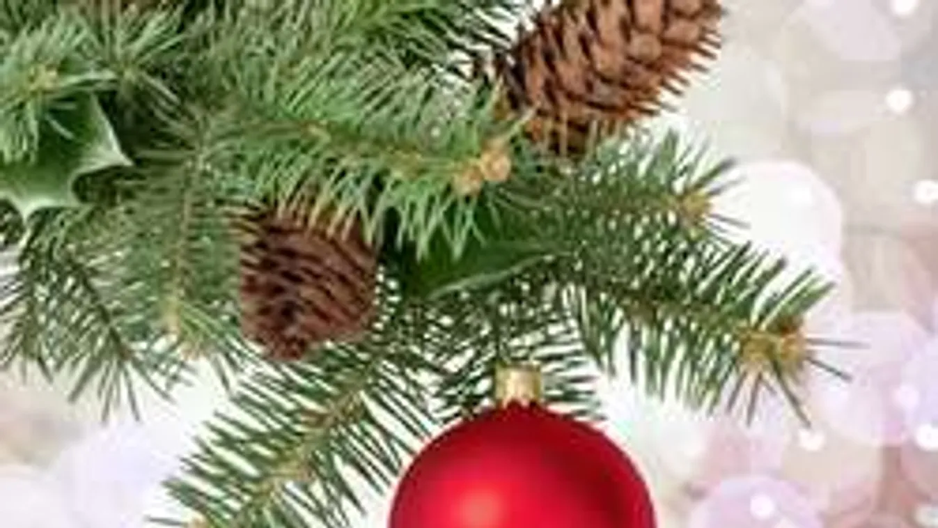 Ötvenezer forint egy karácsonyfáért? Lehet, de nem muszáj!