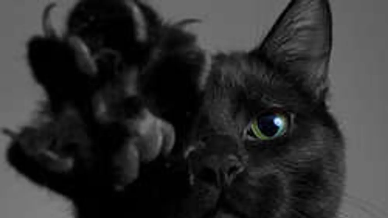 Hopp, egy fekete macska!