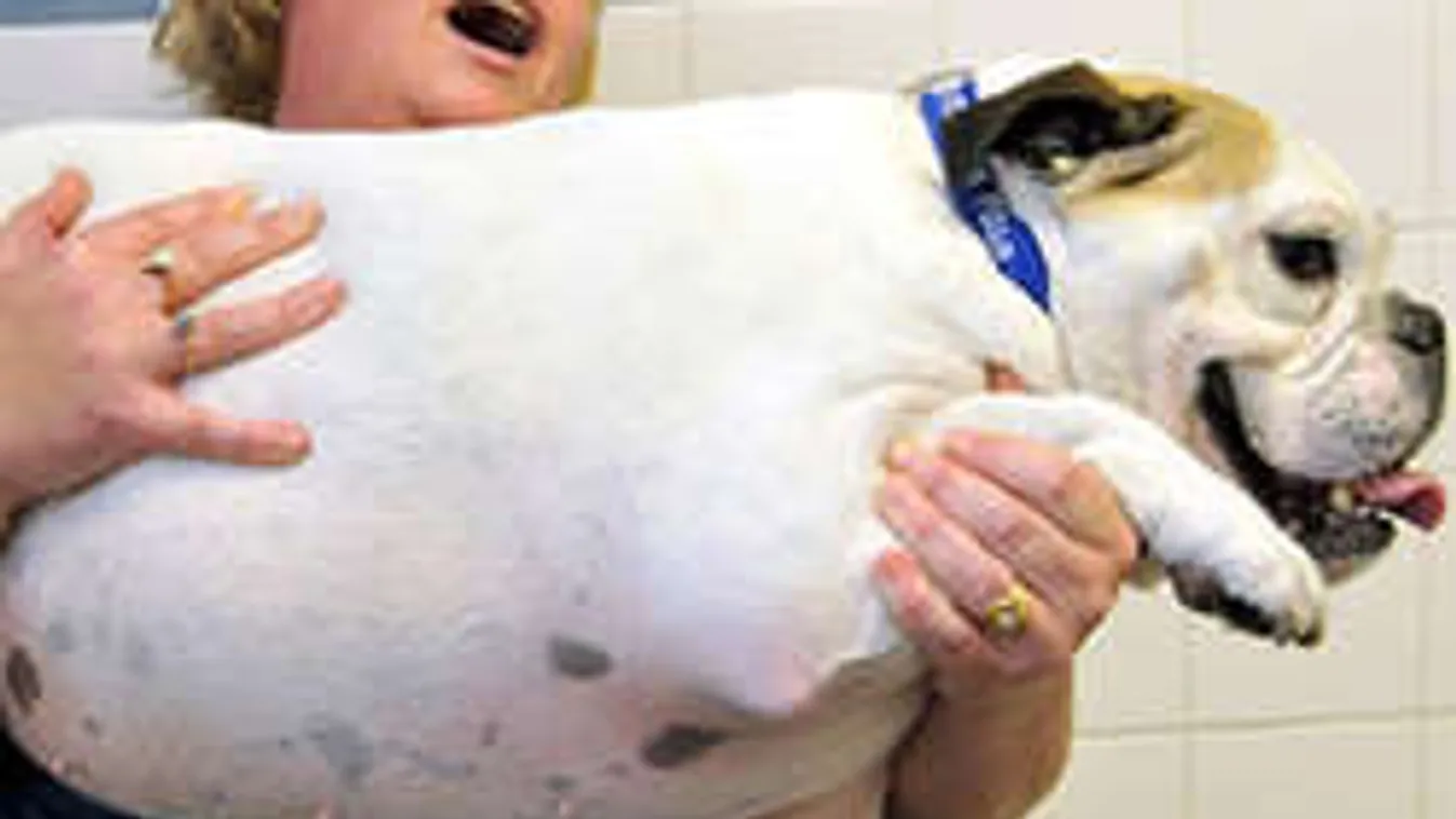 Elképesztő: Fitnesz klubban fogynak a kutyák!