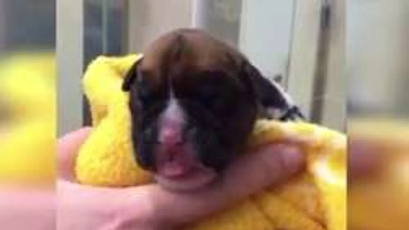 Klónoztatta kimúlt kutyáját egy brit házaspár!