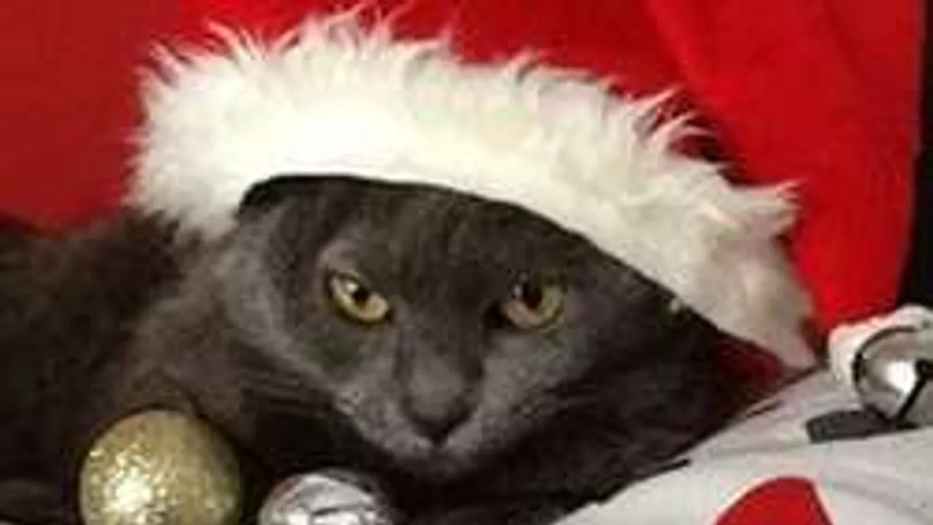 Vigyázz, ha macskád van, garantált grincsek