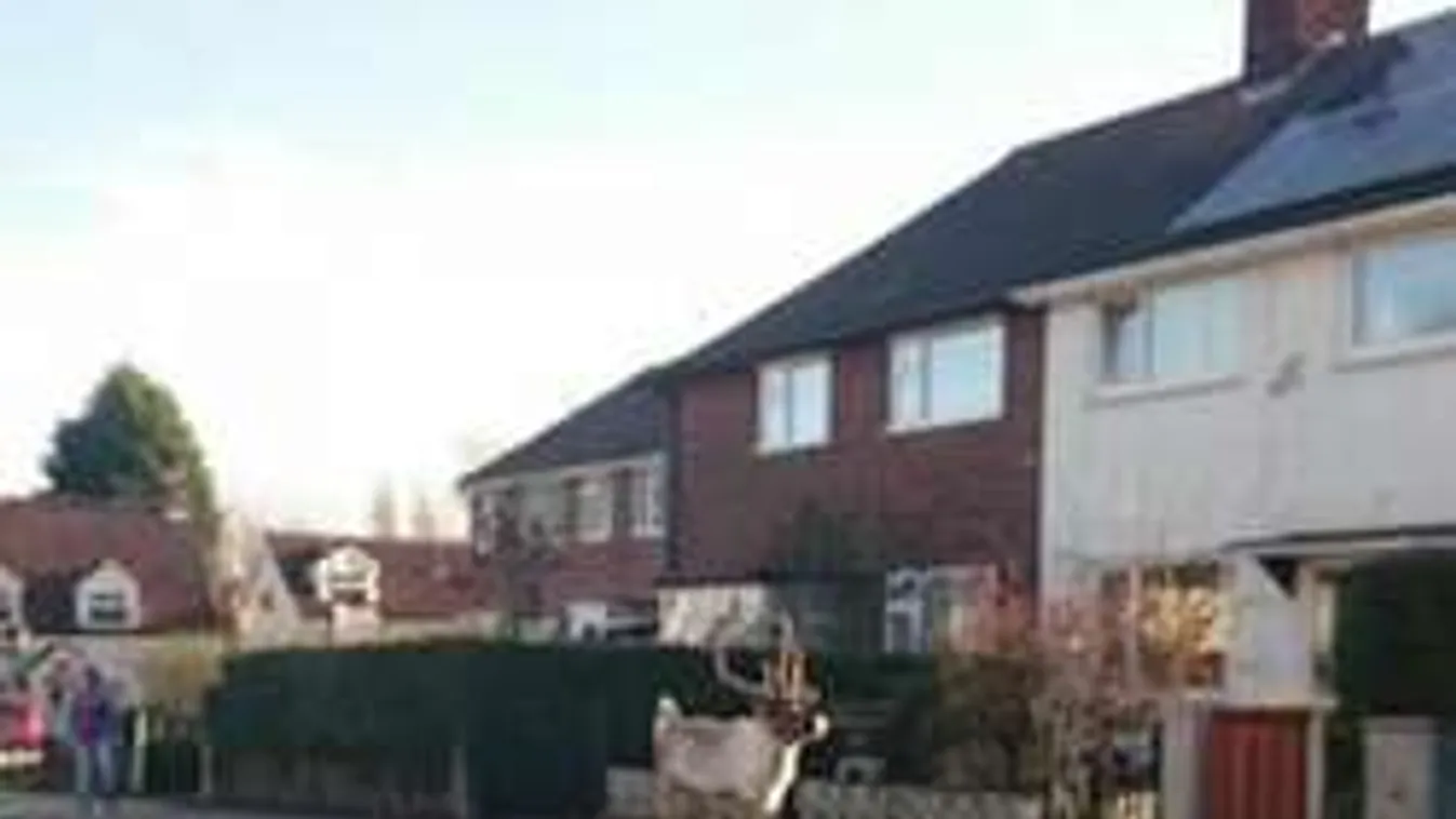 Elszabadult rénszarvas okozott káoszt egy karácsonyi vásáron