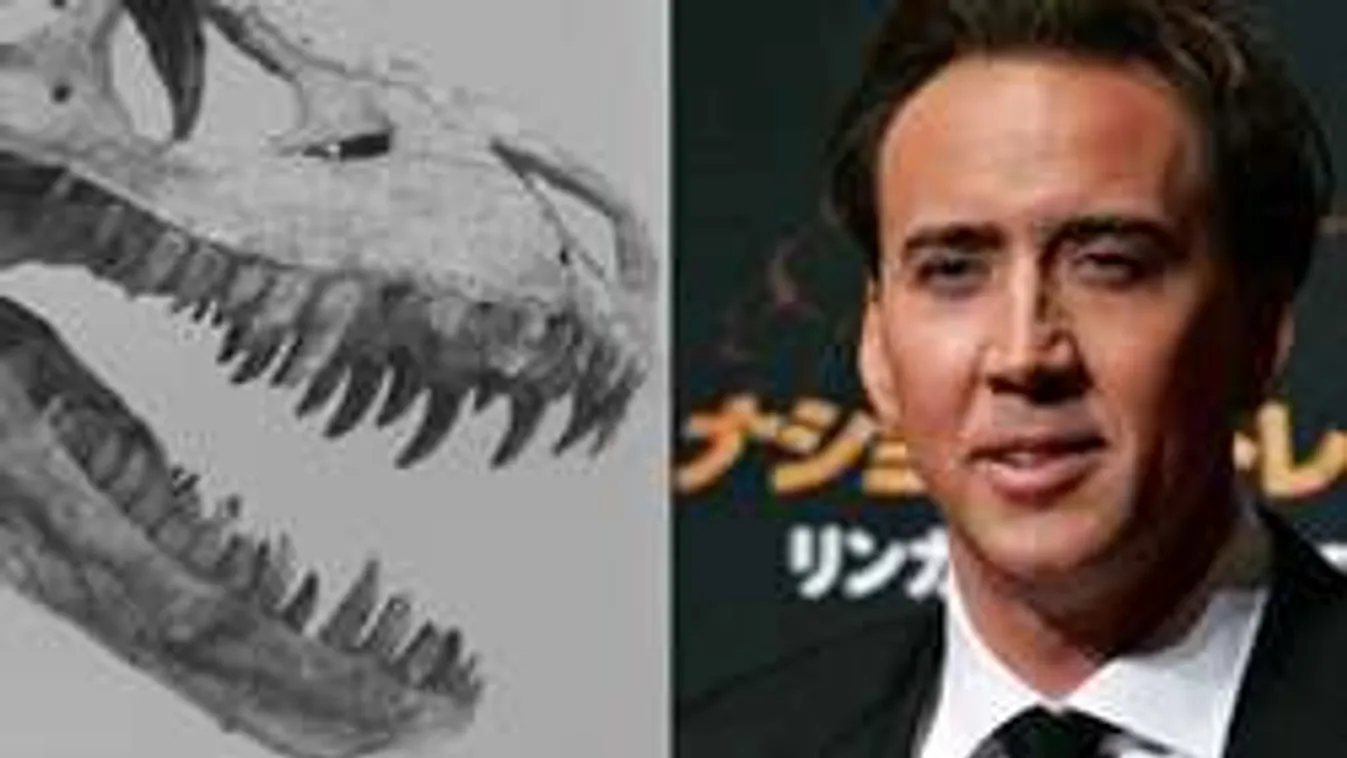 Becsületes világsztár. Nicolas Cage  visszaadja a dínó-csontvázat  Mongóliának