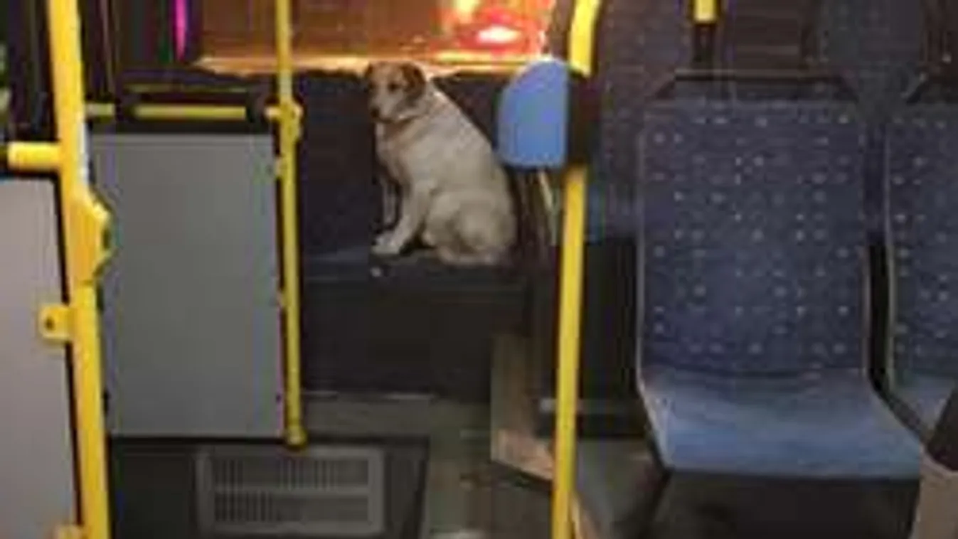 Eltérítette Budapesten a buszt Topi, a kutya! - Fotók