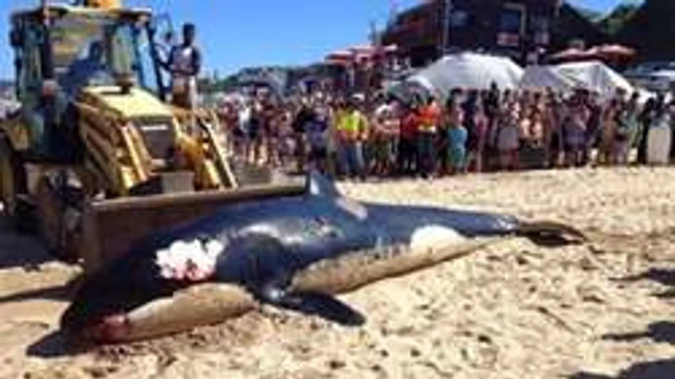 Hihetetlen, mit találtak egy gyilkos bálna bendőjében