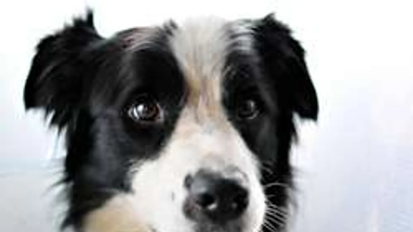 A kutya nyomban utánaugrott mélybe zuhanó gazdájának, nem tétovázott