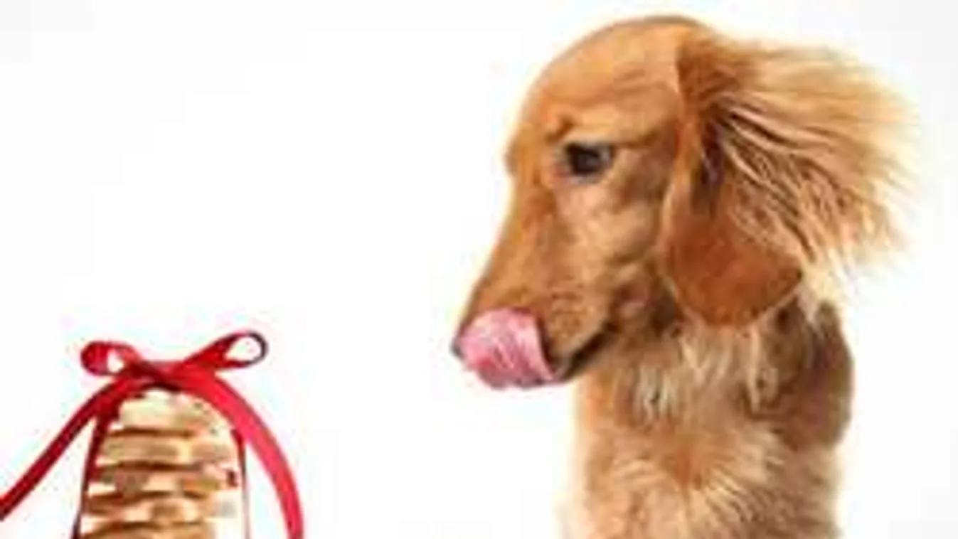 Karácsonyi ajándék a kutyusnak - házi finom falat