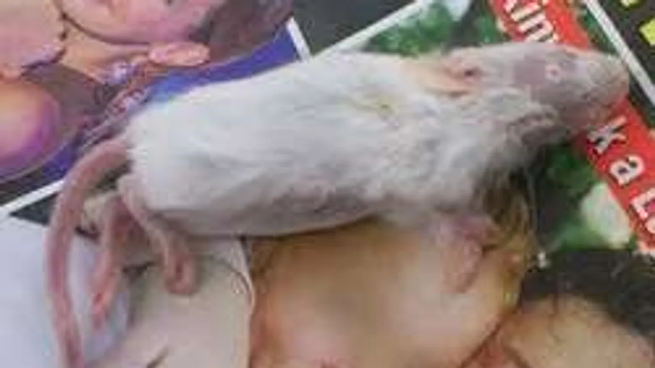 Döglött egérrel riogatja a nőket a budapesti pláza réme - Fotó