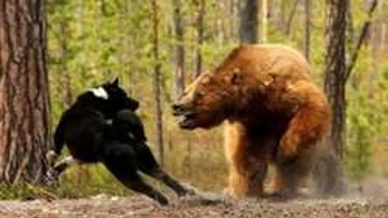 Medve húzta be barlangjába a cserkészvezetőt