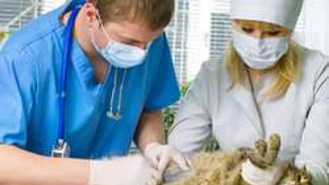 Ez menti meg a kutyád vagy macskád életét, ha fagyállót ivott!