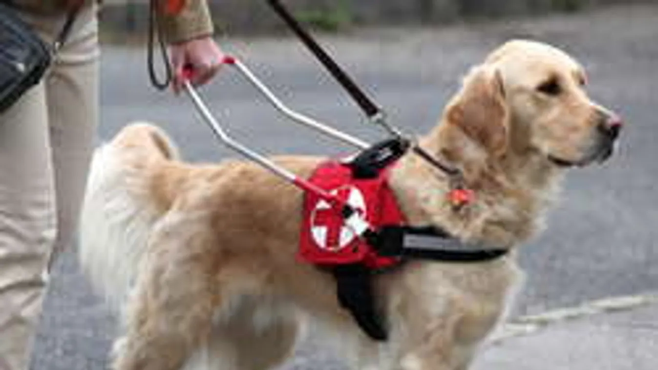 "Különterem vakok és négylábú kísérőik számára!", avagy: téboly Szegeden