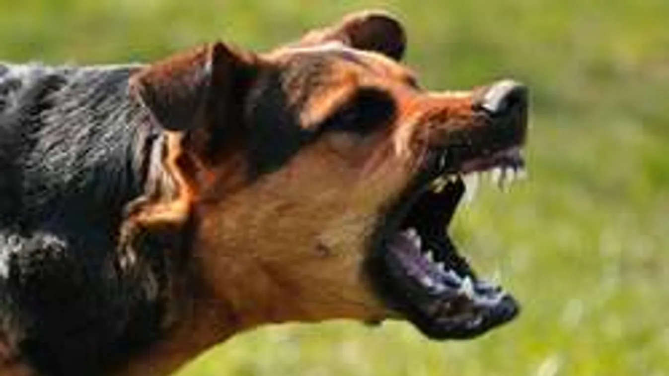 Széttépett állatok az iskola udvarán, a szülők már a gyerekeket féltik