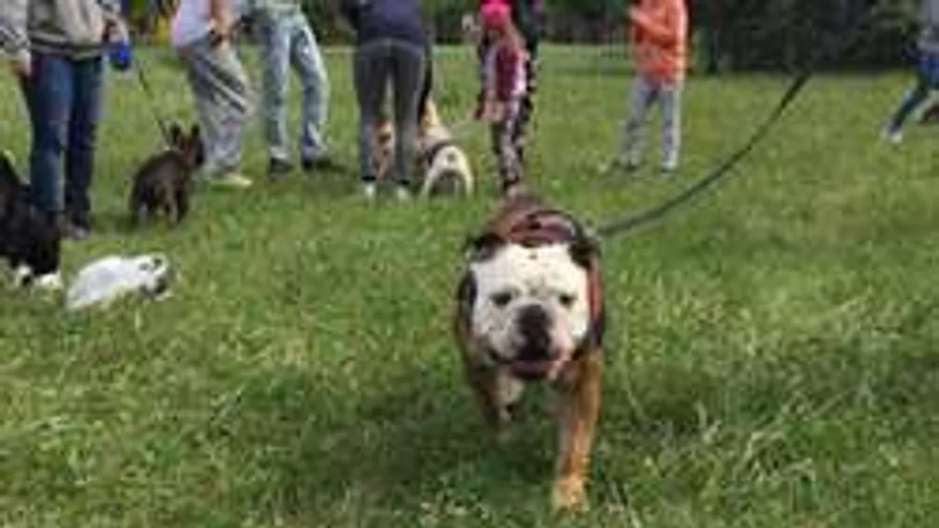 Kőbányán betiltják a kutyasétáltatást!