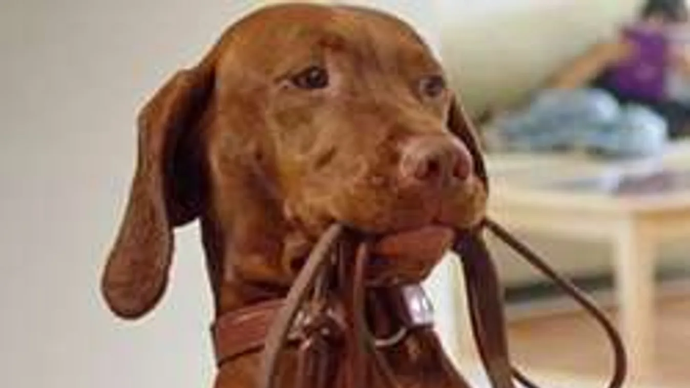 Ez a magyar vizsla az amerikai hadsereg büszkesége!