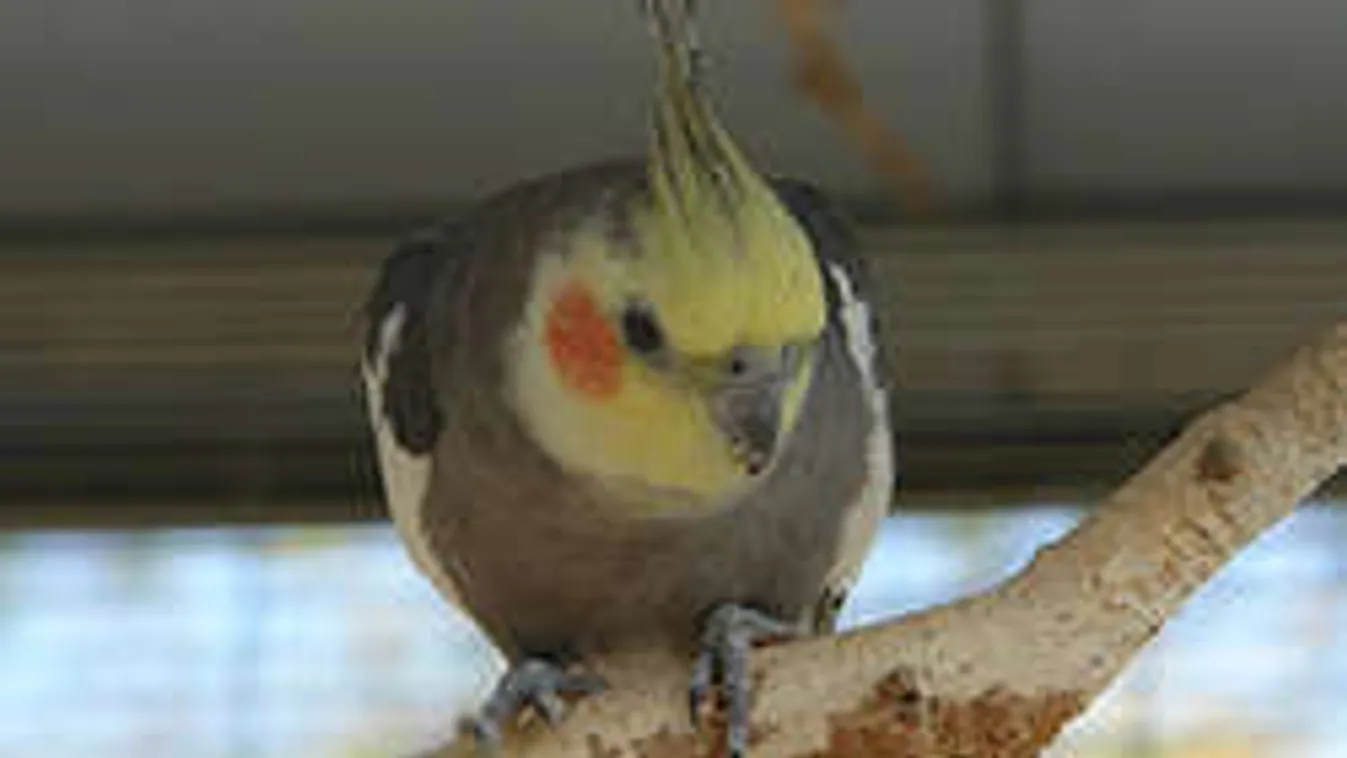 A papagáj mentette meg a halától az idős férfit