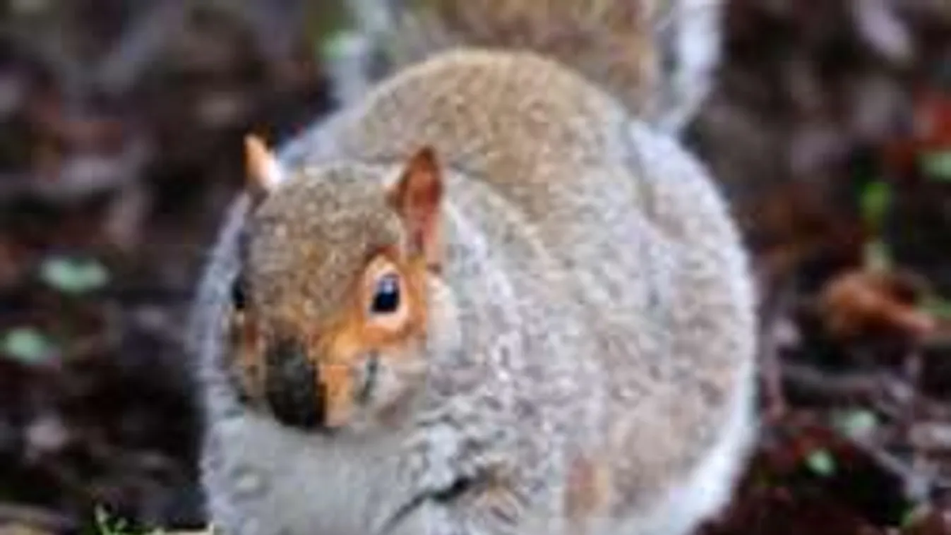 Így fogynak a dagadt mókusok! - videó