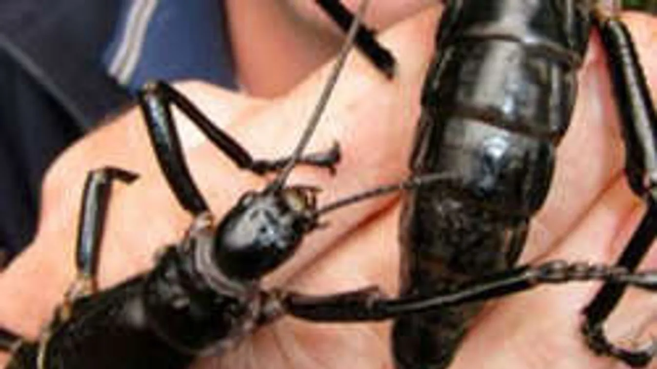 Megdöbbentő: egy átlagos otthonban 100 ízeltlábú lakik!