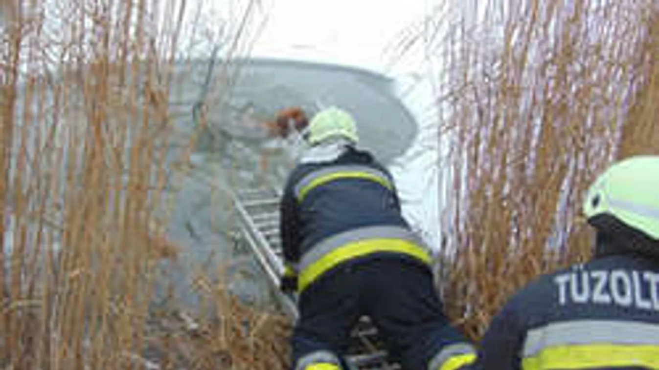 Házi kedvencet mentettek a tűzoltók a beszakadt jég alól