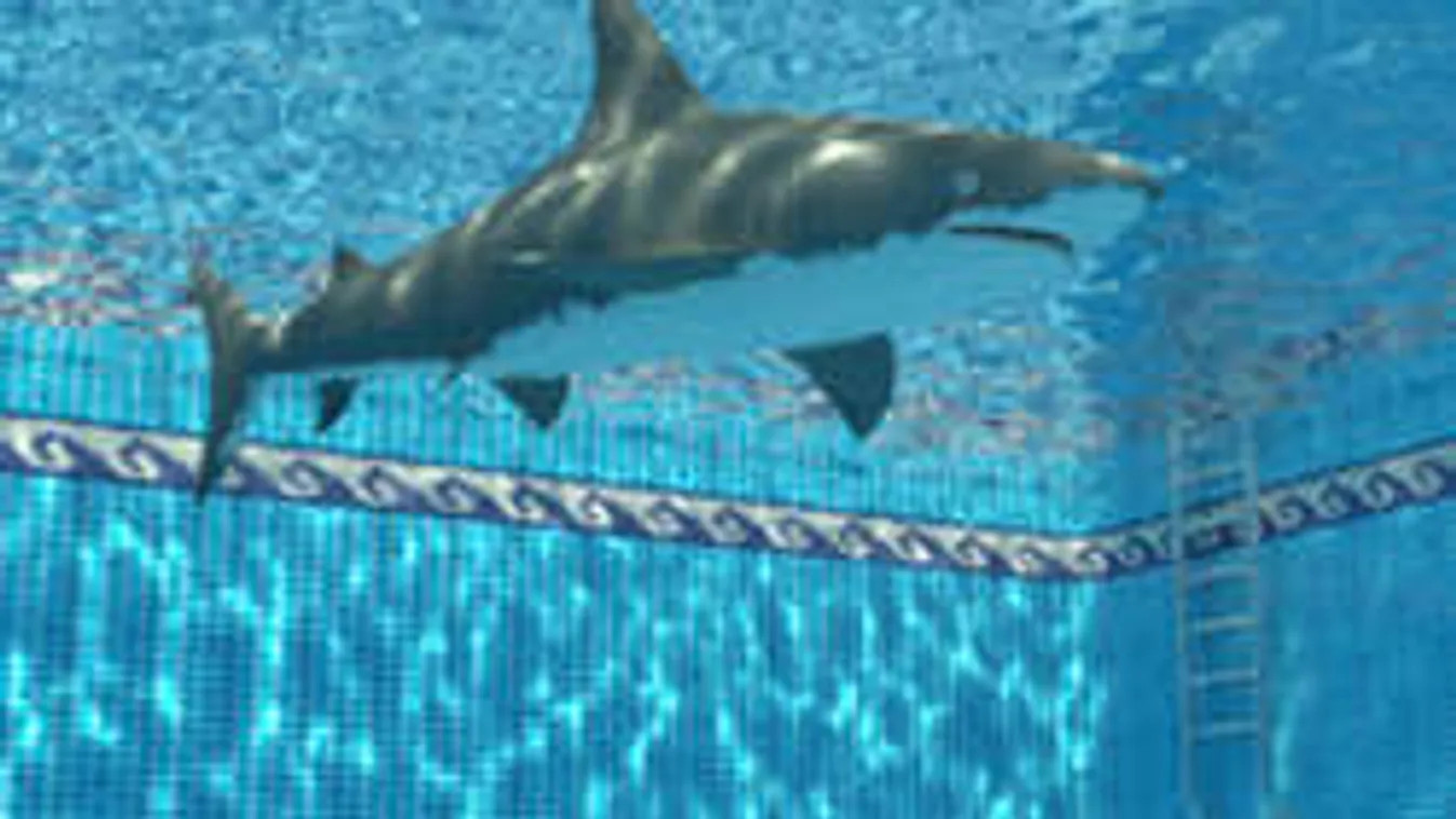 Rejtély, miként került a fekete cápa a családi medencébe