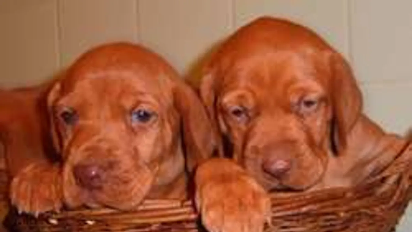 12 bizonyíték arra, hogy a magyar vizsla több, mint kutya!