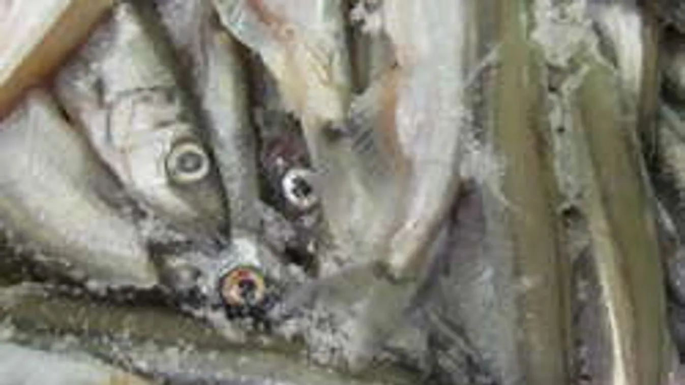 A mélyhűtésből föltámad egy fagyasztott hal, csoda történt - videó!