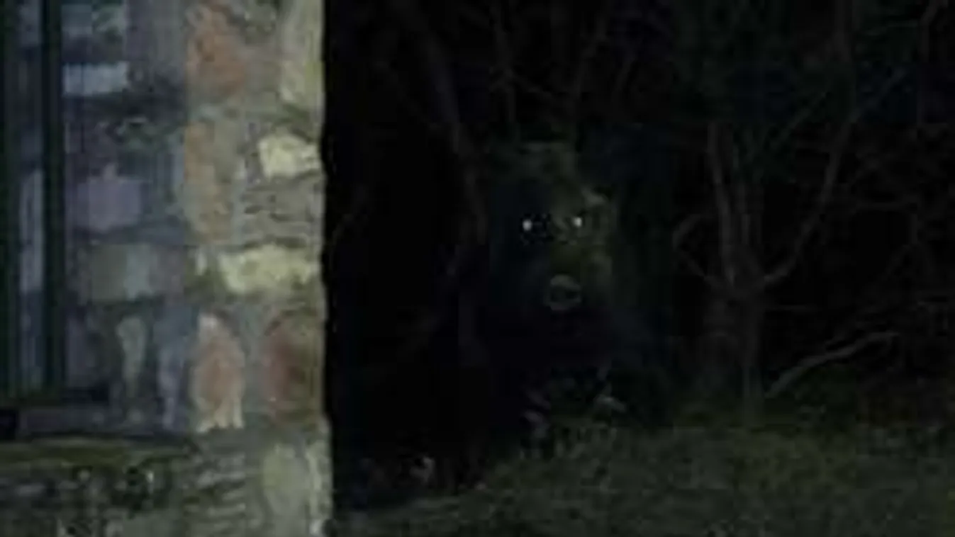 Hatalmas vaddisznók riogatnak Óbudán! - Fotó!