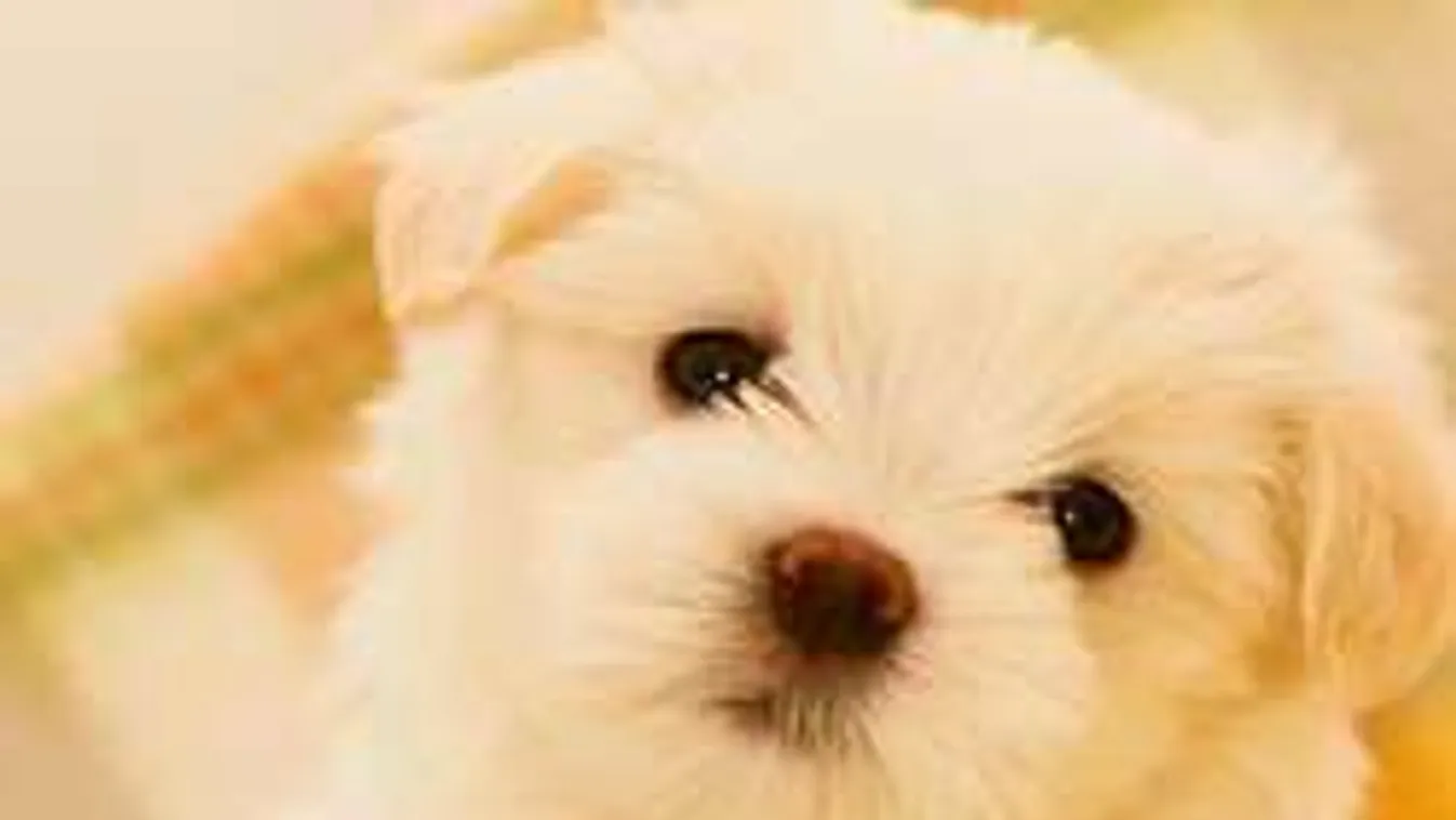 Újévi csoda: túlélte a szörnyű robbanást a bátor kiskutya