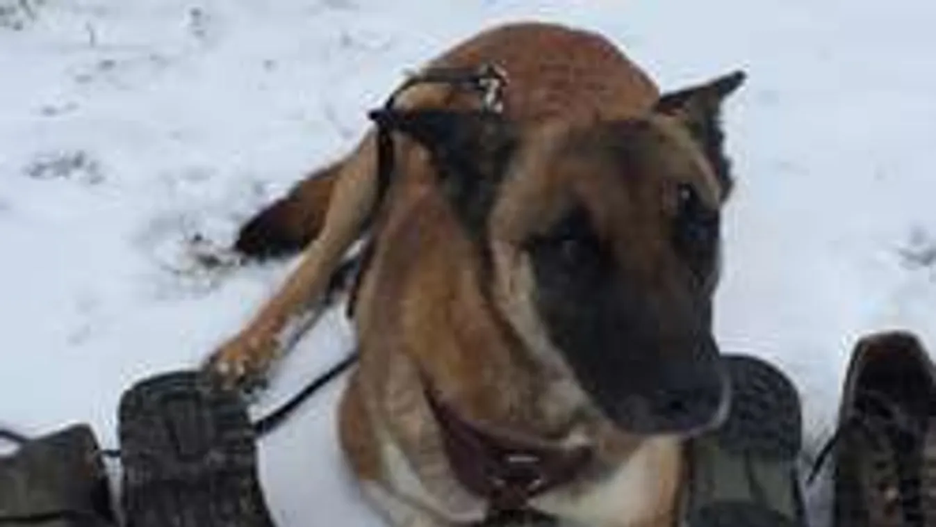 Timi, a rendőrkutya a tolvajok házáig vezette a zsarukat